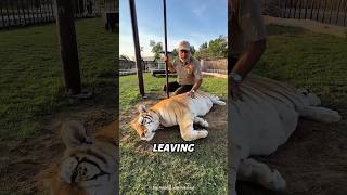 Download lagu The Zookeeper's Last Day With His Animals🦁🥺#shorts mp3