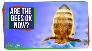 Are the Bees Okay Now?