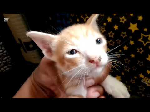 Hum Hain Billi Ke Masoom Bache.Ours Mini Vlog.