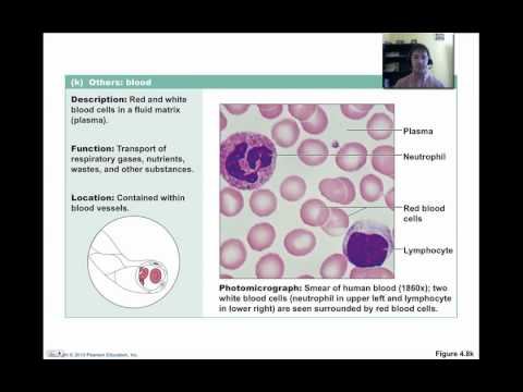 Connective tissues pt 2