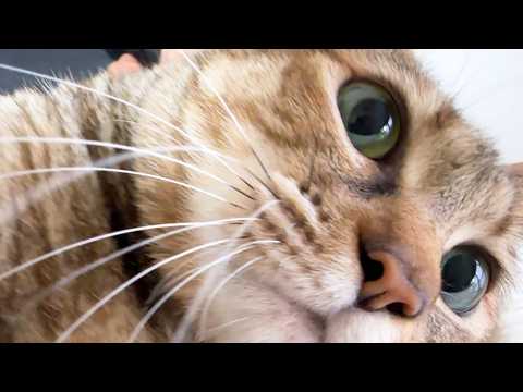 youtube-動物記事1970/01/01 09:00:00