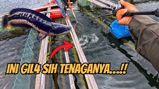 Download lagu BAHAYA😱‼️MANCING RASA SIRKUS‼️GAK LAGI-LAGI🤢 || DEMI IMBANGI PERLAWANAN TOMAN BRUTAL WADUK JATILUHUR mp3