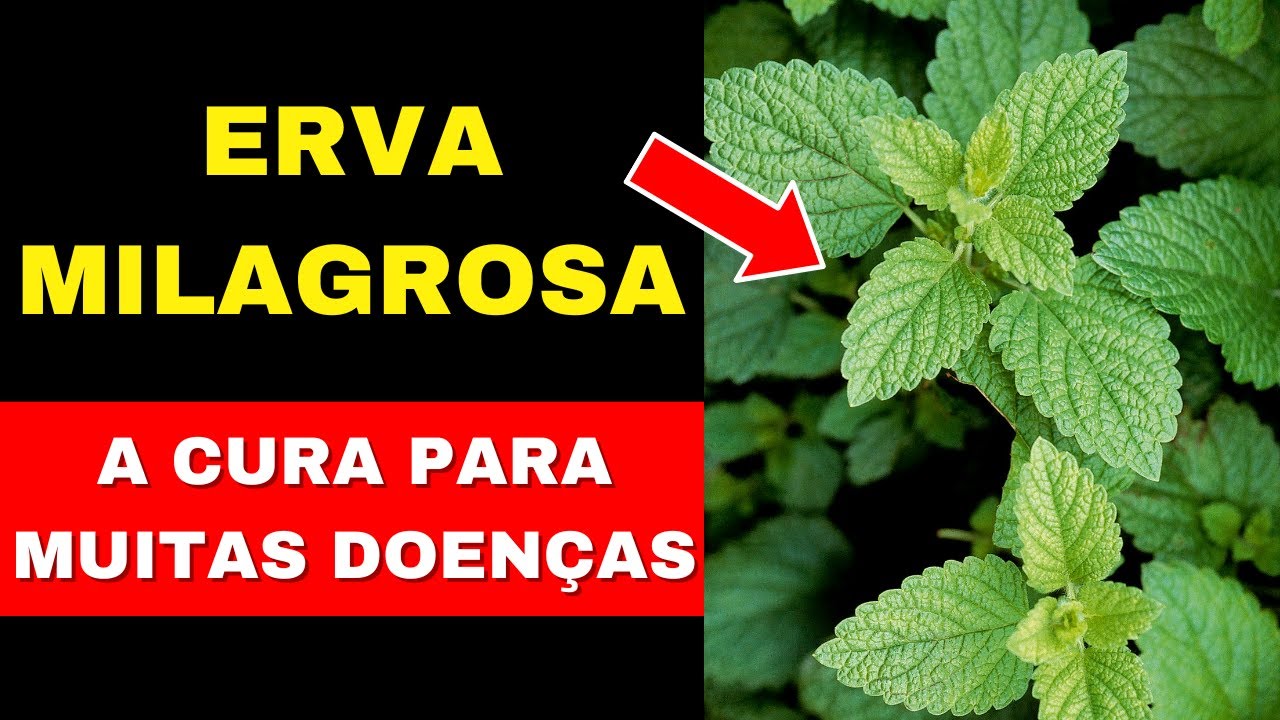 TUDO QUE VOCÊ PRECISA SABER SOBRE A ERVA CIDREIRA.