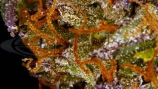 Peanut butter breakdown- Andre Nickatina and Equipto