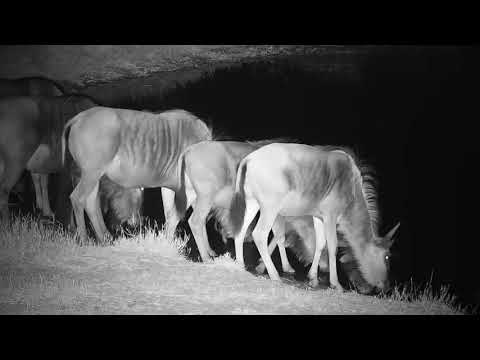 Djuma: Wildebeests get a drink at the pan - 17:46 - 06/30/19