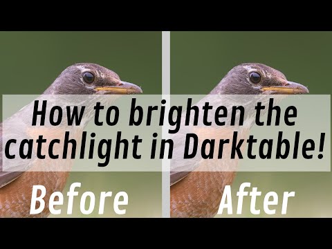 How to brighten the catchlight in Darktable: Quick tutorial