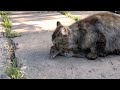 кошка поймала крысу 25 кг 