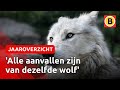 De wolf vestigde zich in 2020 definitief in Brabant | Jaaroverzicht