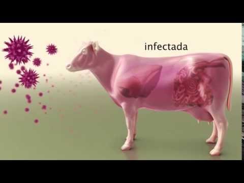 , title : 'Virus BVD - Virus de la Diarrea Vírica Bovina'