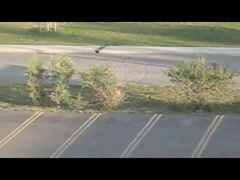 Rodent Deer Sightings