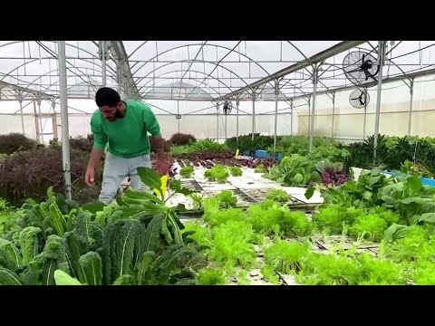 巴勒斯坦企業家發起 "從農場到餐桌 "的倡議。 (Palestinian entrepreneurs start 'farm to fork' initiative)