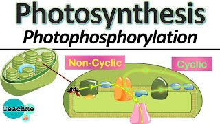 (8.3) - Cyclic & Non Cyclic Photophosphorylation - (IB Biology) - TeachMe