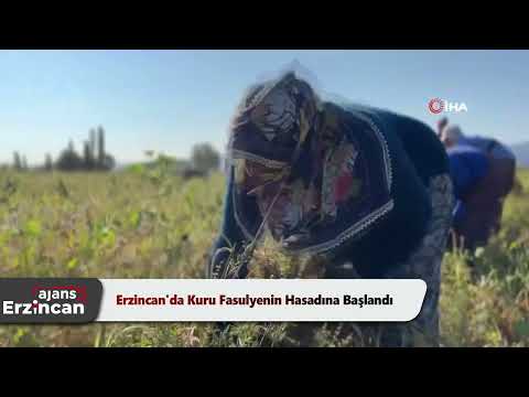 Erzincan'da Kuru Fasulyenin Hasadına Başlandı