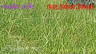 Download lagu renika putri(ikan dalam kolam) om savana blitar mp3 Download lagu renika putri(ikan dalam kolam) om savana blitar mp3