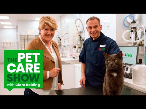 How To Prevent & Cure Fleas In Cats And Dogs. The Pet Care Show with Clare Balding | PETS AT HOME