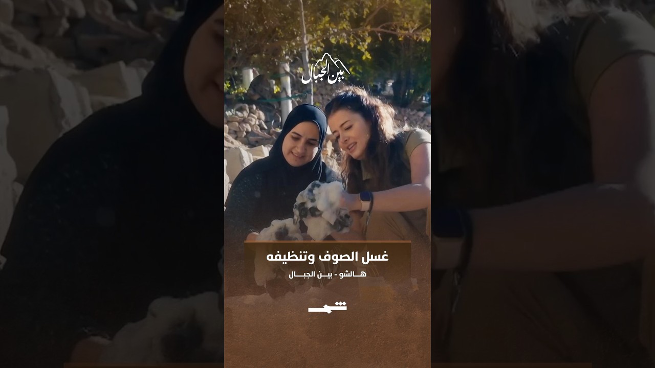 فيديو | غسل الصوف وتنظيفه في هالشو