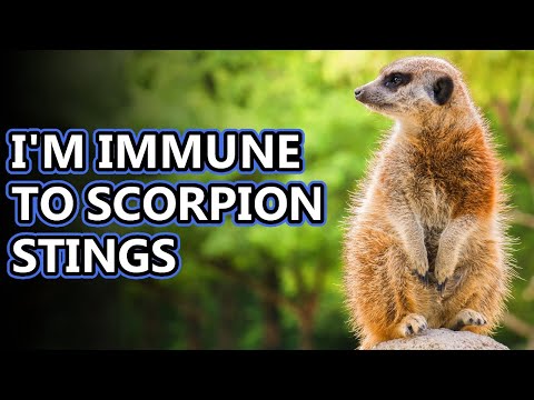 Meerkat facts: not merely cats | Animal Fact Files