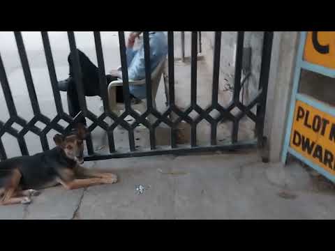 Max my cute dog Dwarka