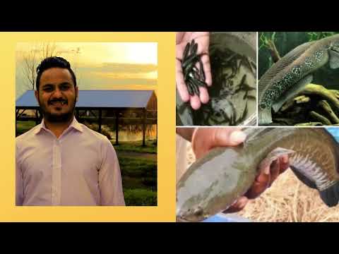 25kg 4mm Channa Premium Murrel Fish Feed