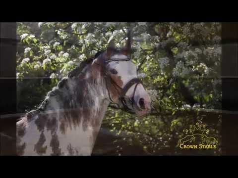 Sir Donnerhall I x Relevant FOR SALE