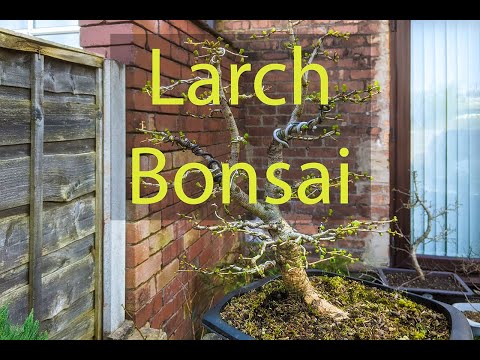 Larch Bonsai