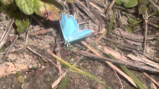 Les Wampas.chocorêves