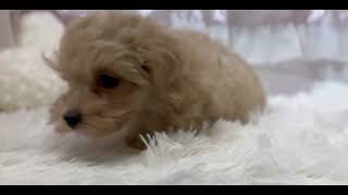 ハーフ犬の動画01