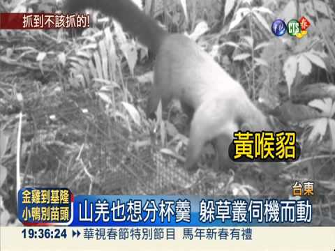 林管處放誘餌 野生動物全都錄!