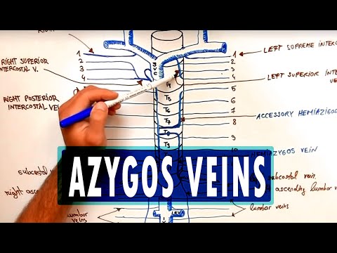 ANATOMY - Azygos Venous System