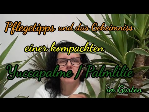 Care tips and the secret to compact growth for your yucca palm / palm lily in the garden.