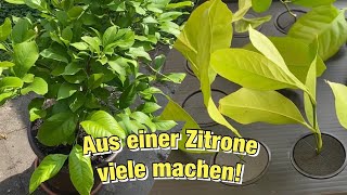 Zitrone vermehren 🍋 der Versuch Stecklinge zu bewurzeln #Part 1