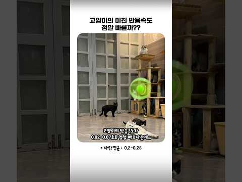 고양이의 미친 반응속도, 정말 빠를까?