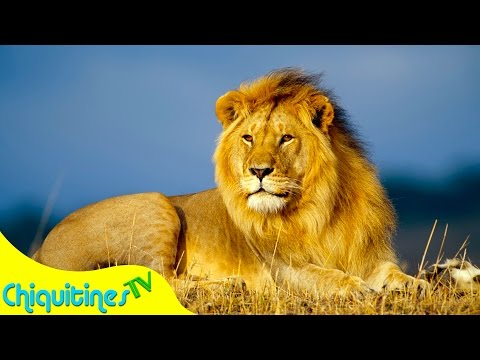 El Sonido de los Animales - Animales Reales- Canción Infantil - aprende los animales