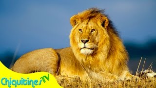 El Sonido de los Animales - Animales Reales- Canción Infantil - aprende los animales