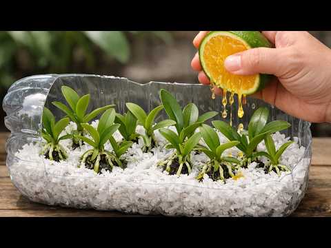 No soil needed! Orchid propagation using paper is still successful.