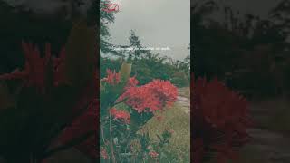 Download lagu Puisi Sedih : Cinta Terhalang Restu Orang Tua dan Keluarga (Z.D) mp3 Download lagu Puisi Sedih : Cinta Terhalang Restu Orang Tua dan Keluarga (Z.D) mp3
