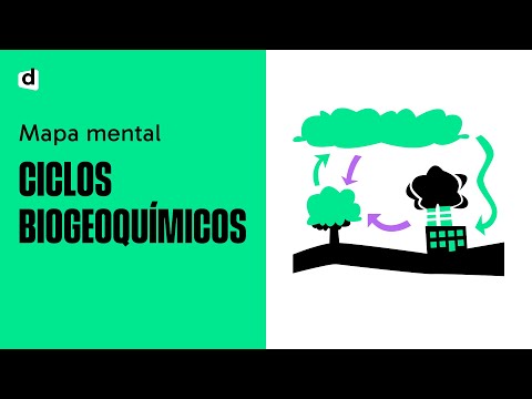 BIOGEOCHEMICAL CYCLES | Biology | Want Me to Draw | Simplify