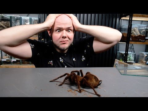 NAJWIĘKSZY PAJĄK NA ŚWIECIE!