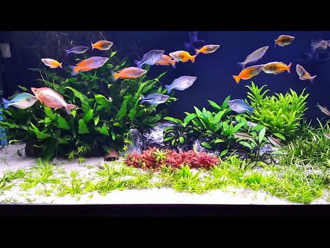 No Fertilizer, No co2, Just sand substrate! Planted Aquarium.