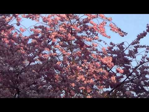 spring - Frühling 2015 part 1-9 & music by Marquise