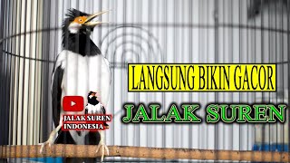 Download lagu JALAK SUREN GACOR ISIAN BIKIN JALAK UREN LAIN IKUT BUNYI mp3