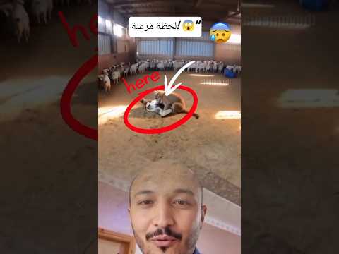 ماذا يفعل هذا الأسد وسط الماعز؟ لن تصدق ما حدث! 😱#Shorts #يوتيوب_شورتس #حيوانات_مفترسة