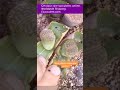 How to Propagate Lithops | Stone Lotus #short