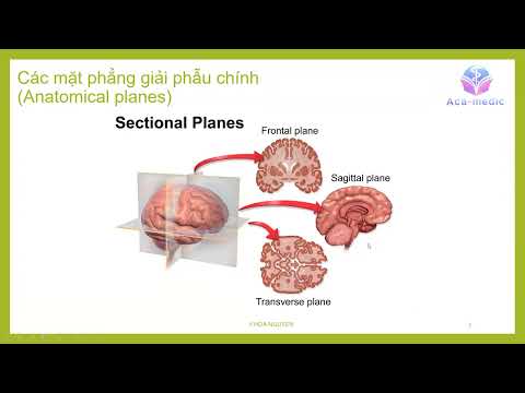 Bài 3 - Tư thế giải phẫu e thuật ngữ chỉ phương hướng