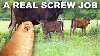 Why screwworm is coming for your beef thumbnail