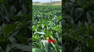 Download lagu Pertanian cabai modern sistem irigasi tetes #duniapertanian #farming #cabetangguhf1 mp3