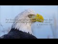 Like Eagles (Lyric Video) - Don Moen
