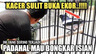 Download lagu KACER GACOR TAPI TIDAK MAU NGOBRA BUKA EKOR BISA JADI INI PENYEBABNYA..!!! mp3