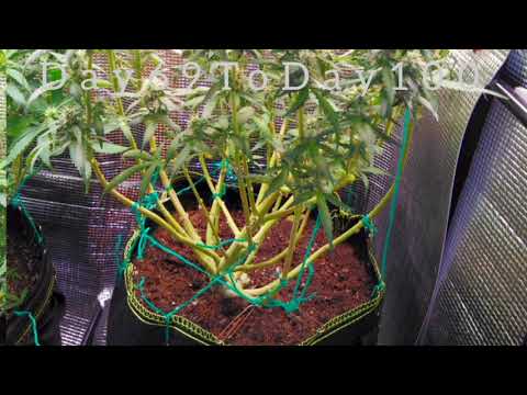 Hikayat Delima Hitam | Wakcidek | Bani Tenang Horticulture Centre