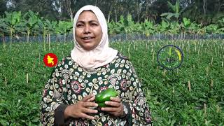 ক্যাপসিকামের চাষ
